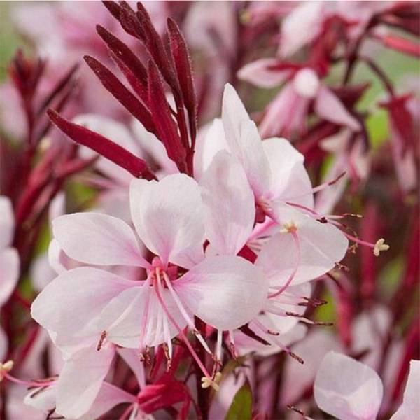 Gaura lindheimeri Gaudi Light Pink