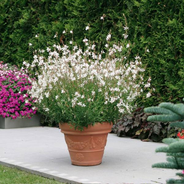 Gaura lindheimeri Geyser White 2