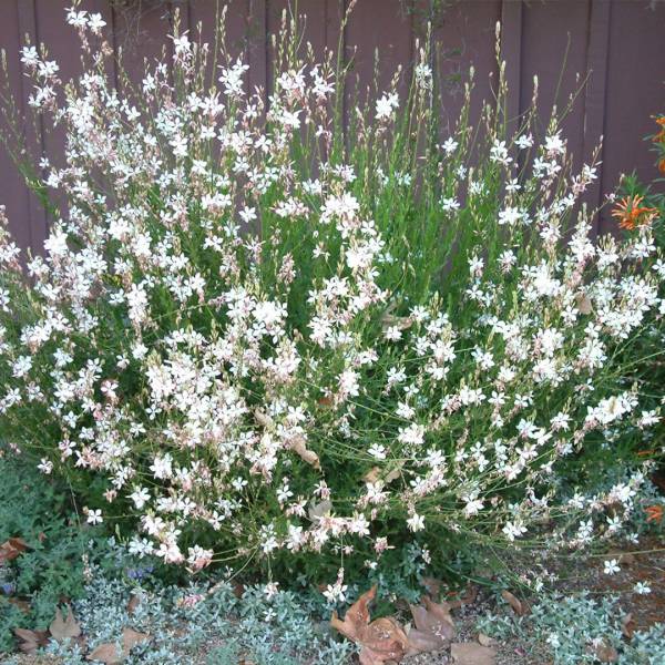 Gaura lindheimeri Geyser White 3