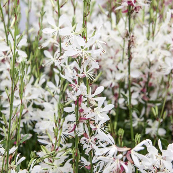 Gaura lindheimeri Geyser White