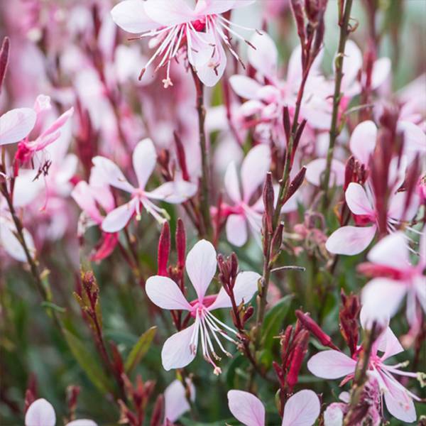 Gaura Lindheimeri Graceful Light Pink 2