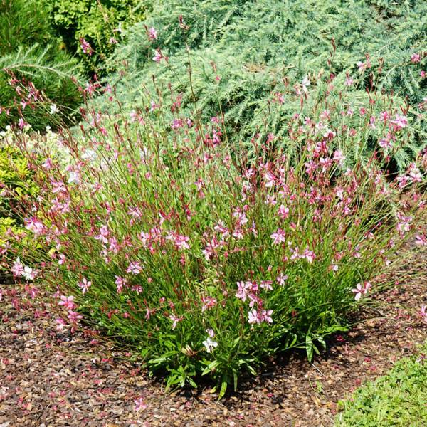 Gaura Lindheimeri Graceful Light Pink 3