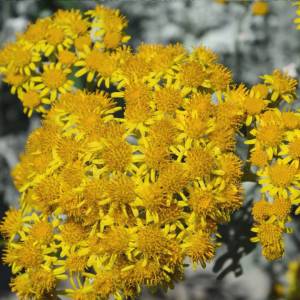 Helichrysum italicum 2
