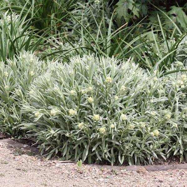Helichrysum italicum 3