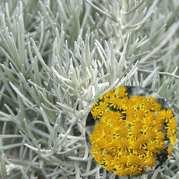 Helichrysum italicum 4