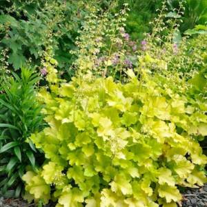 Heuchera Indian Summer ´Lime Marmalade´ 2