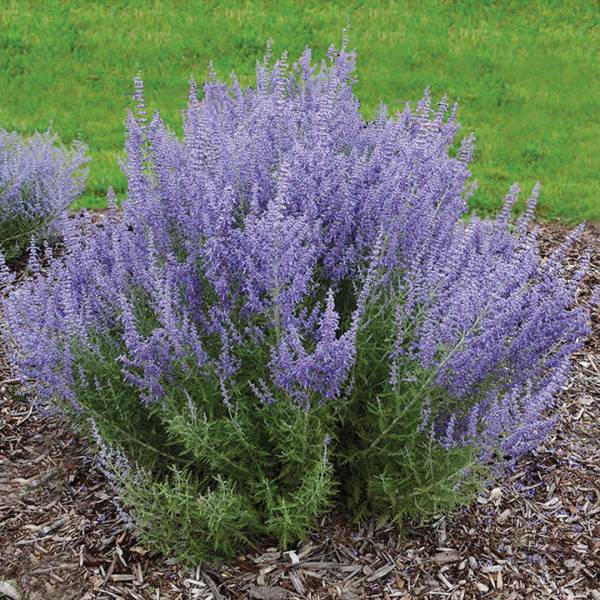 Perovskia atriplicifolia Lacey Blue 2