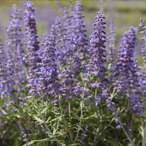 Perovskia atriplicifolia Lacey Blue