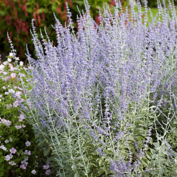 Perovskia atriplicifolia silvery blue 2