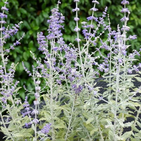 Perovskia atriplicifolia silvery blue