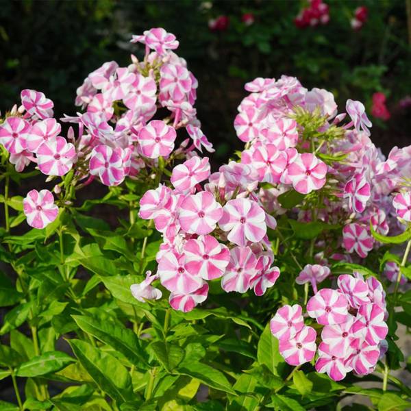 Phlox paniculata Verscan Bambini candy crush 2