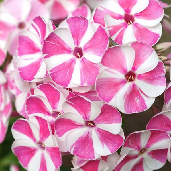 Phlox paniculata Verscan Bambini candy crush