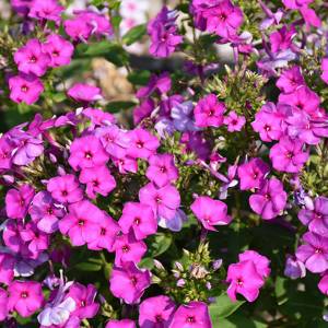 Phlox paniculata Ka-Pow Purple 'Balkapopur'