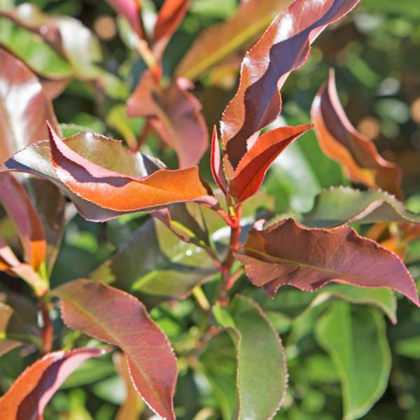 Photinia fraseri Dynamo Red