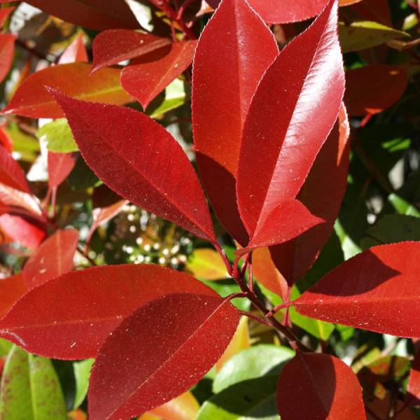 Photinia fraseri Dynamo Red