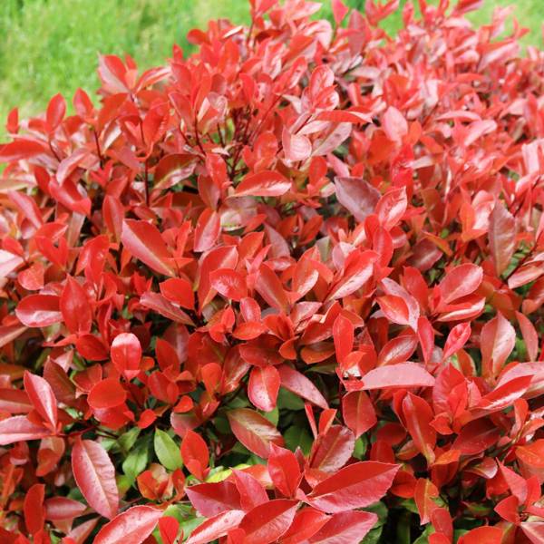 Photinia fraseri Dynamo Red