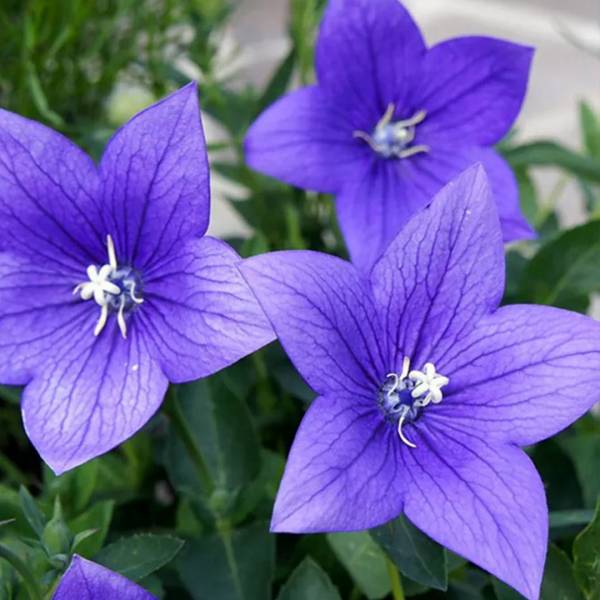 Balónovec Platycodon Grandiflorus Astra blue