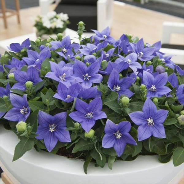 Balónovec Platycodon Grandiflorus Astra blue 2