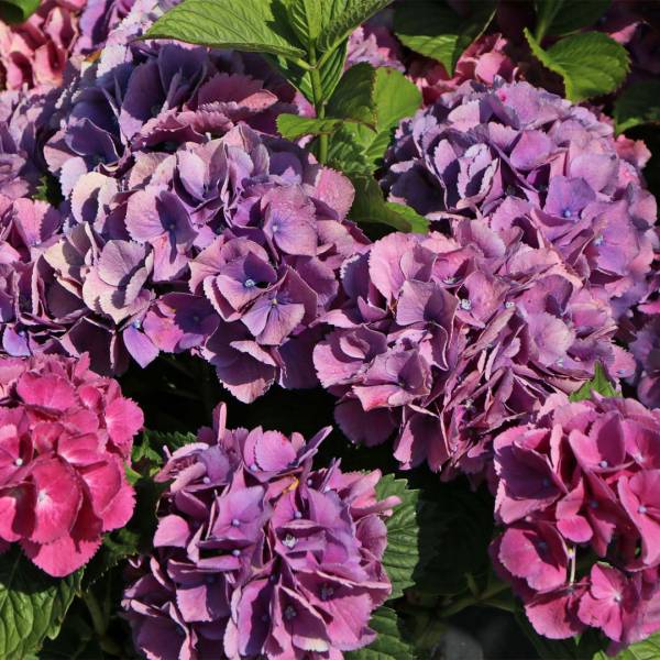 Hydrangea macrophylla Schöne Bautznerin Blau