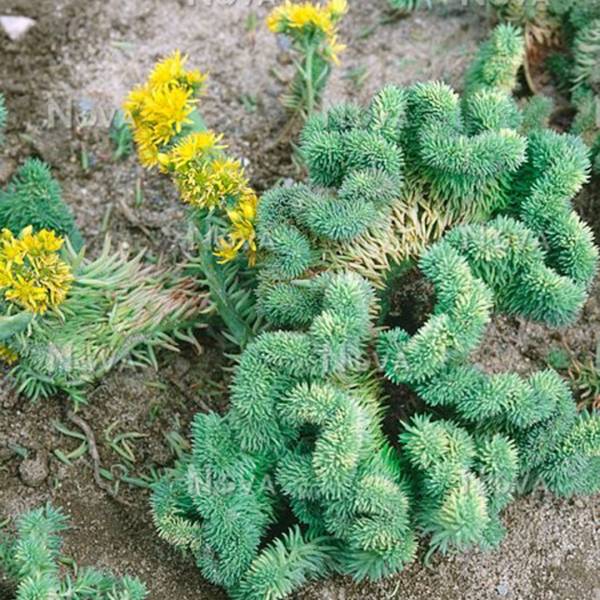 Sedum cristata 2