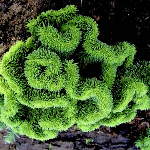 Sedum cristata 4