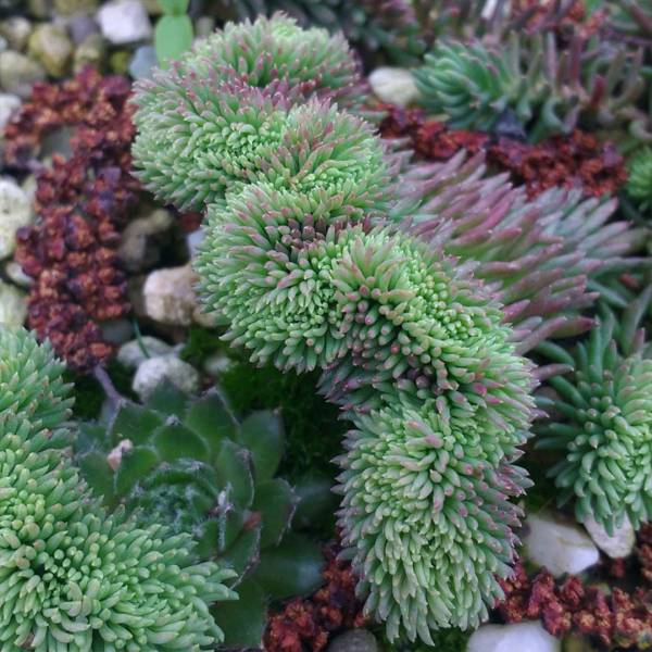 Sedum cristata