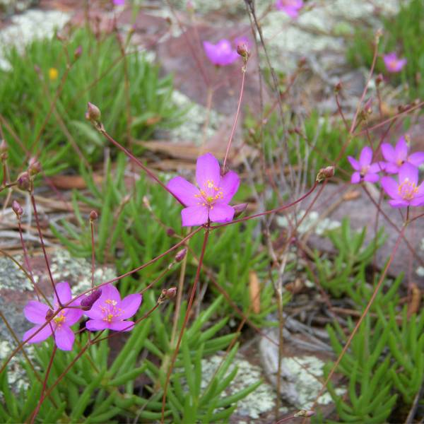 Talinum calycinum