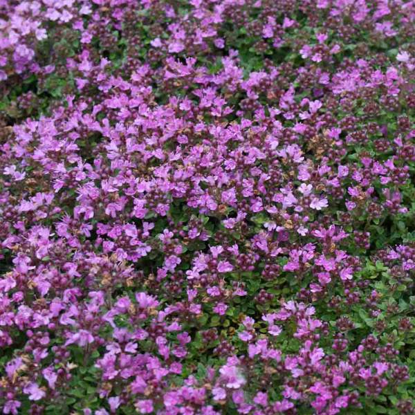 Thymus serpyllum pygmaeus