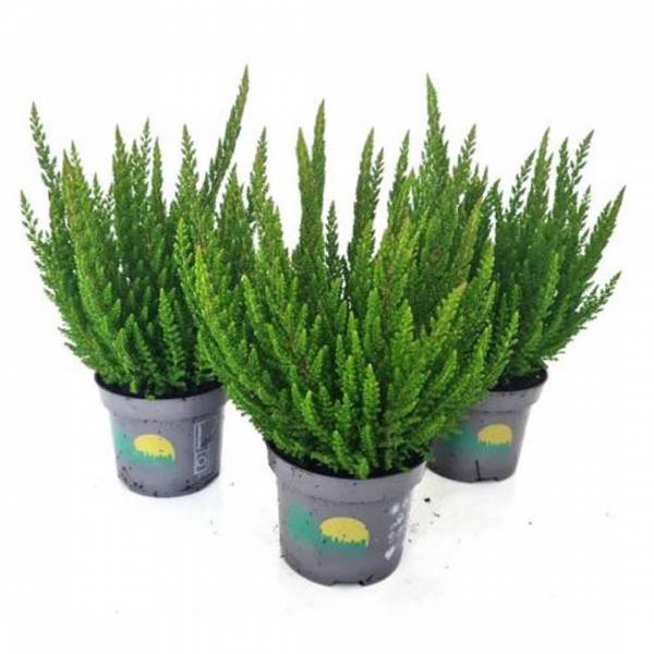 Calluna vulgaris Skyline tmavozelený