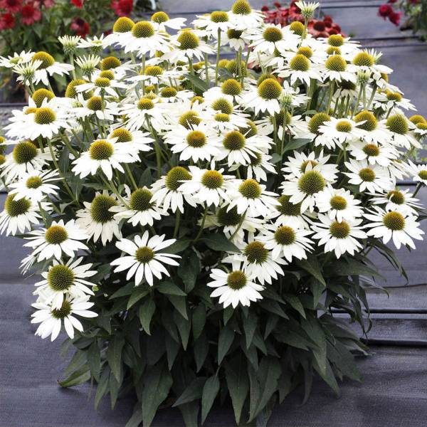 Echinacea Kismet White