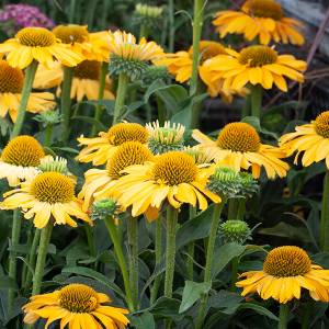 Echinacea Kismet Yellow