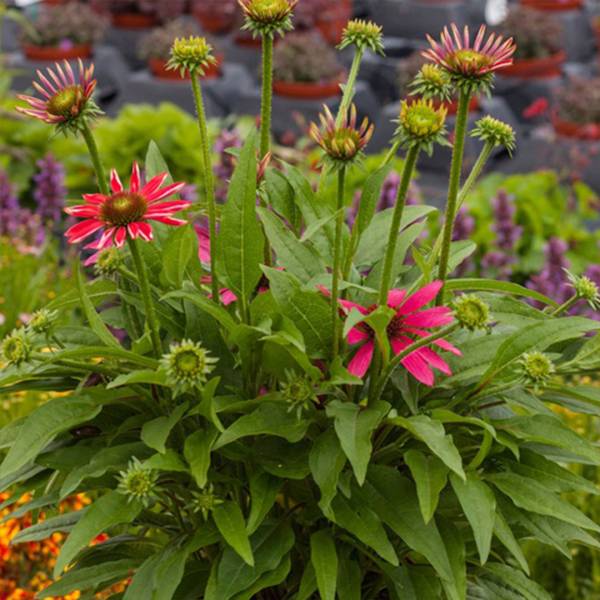 Echinacea magenta pearl 2