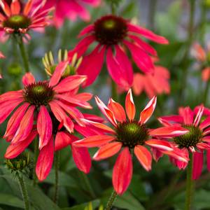 Echinacea magenta pearl