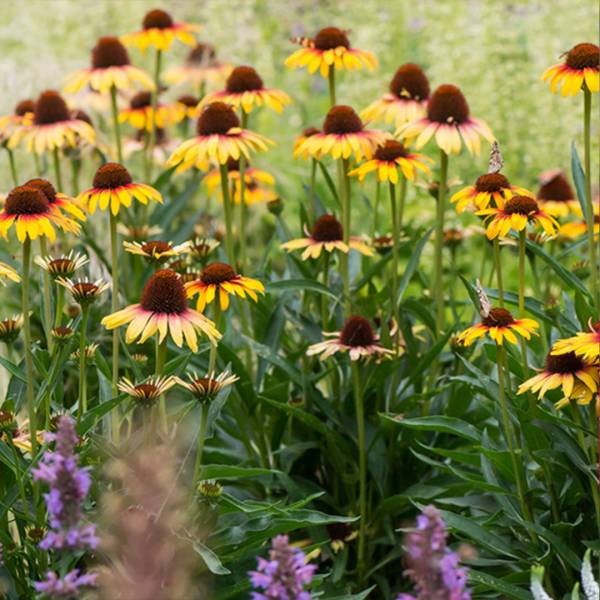 Echinacea Parrot 2