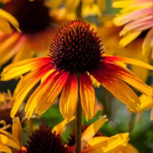 Echinacea Parrot