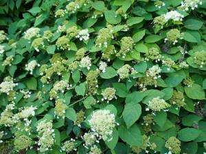 Hortenzia popínavá Hydrangea petiolaris