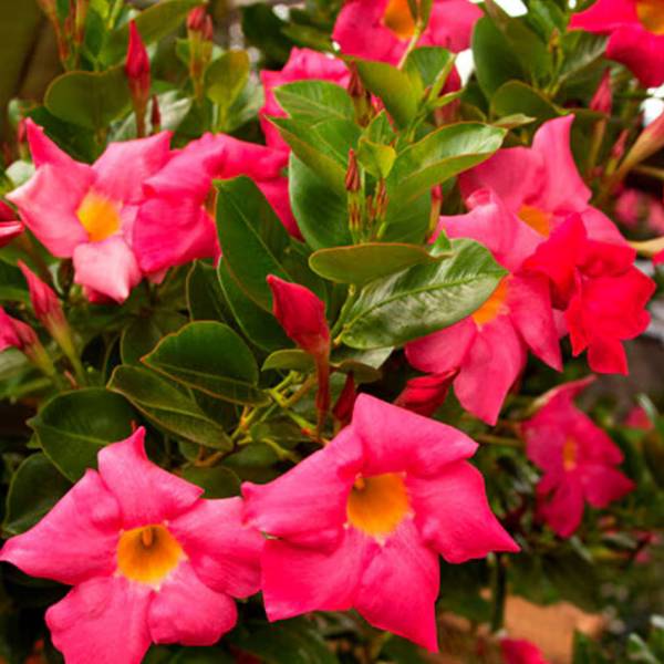 Mandevilla Sundeville Red