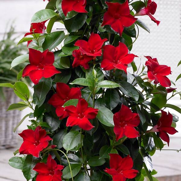 Mandevilla Sundeville Red