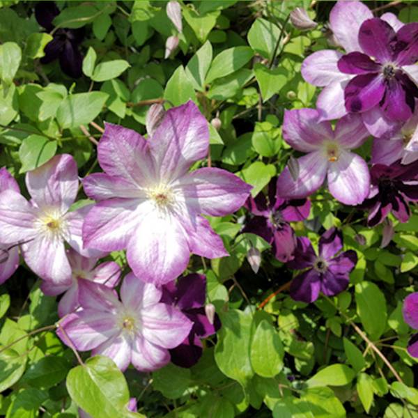 Clematis pernille 2
