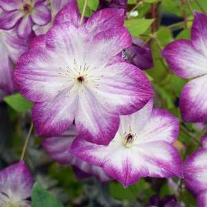 Clematis pernille