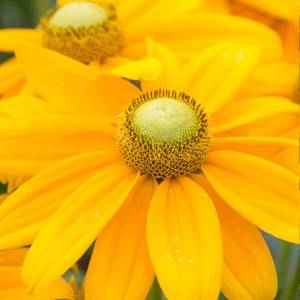 Rudbeckia Passion Smileyz