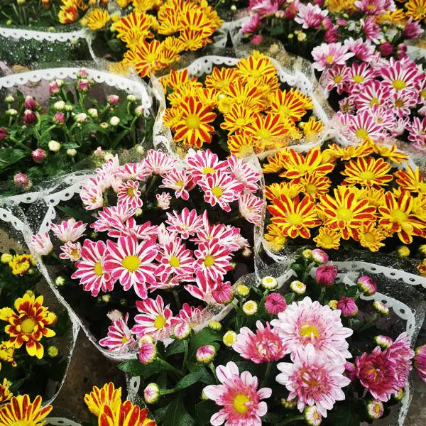 Chryzantéma Special Chrysanthemum Special double flowers mix