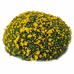 Chryzantéma veľká žltá