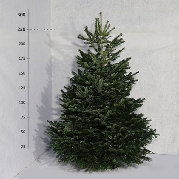Živý vianočný stromček Jedľa Normandská 250 300 cm Exclusive