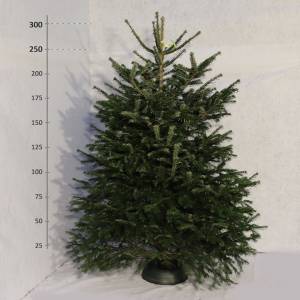 Živý vianočný stromček Jedľa Normandská 250 - 300 cm Premium