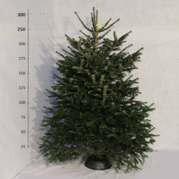 Živý vianočný stromček Jedľa Normandská 250 300 cm Premium