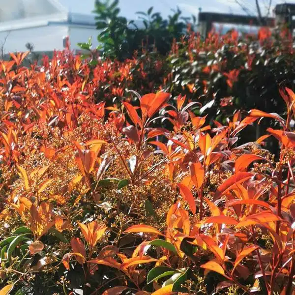 Červienka na kmienku Photinia fraseri Red Robin