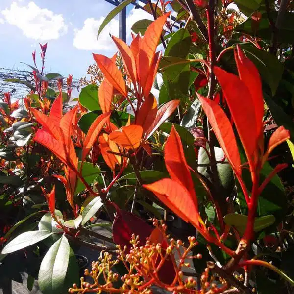 Červienka na kmienku Photinia fraseri Red Robin