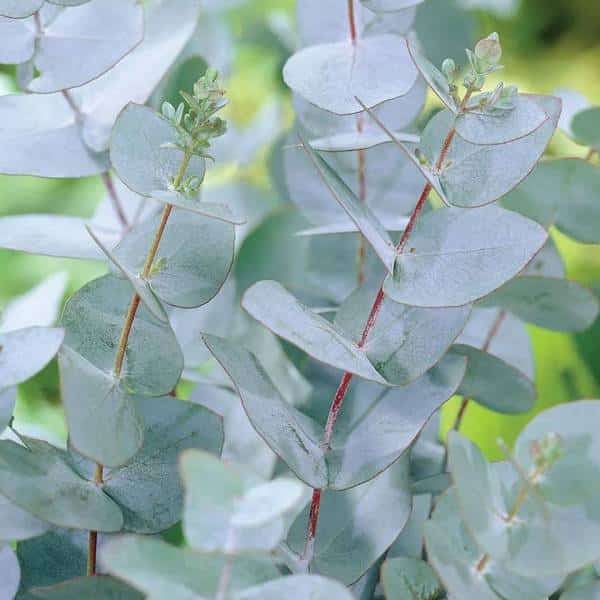 Eukalyptus Gunni