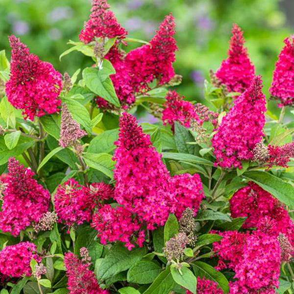 Buddleja dávidova Candy Little Ruby